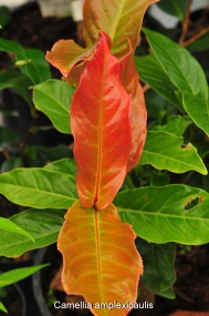 Camellia amplexicaulis blad