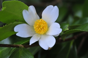 Camellia oleifera