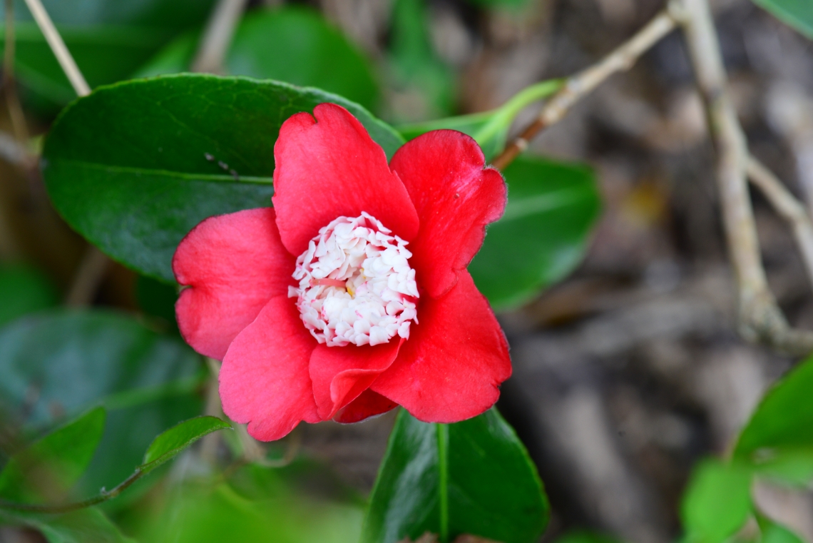 Camellia Bokuhan