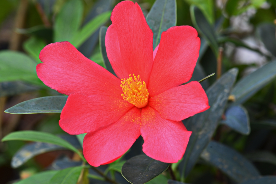Camellia changii bloem