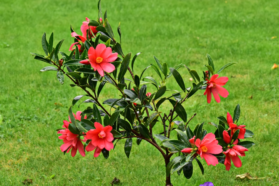 Camellia changii plant