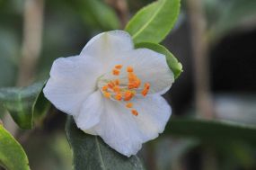 Camellia cuspidata