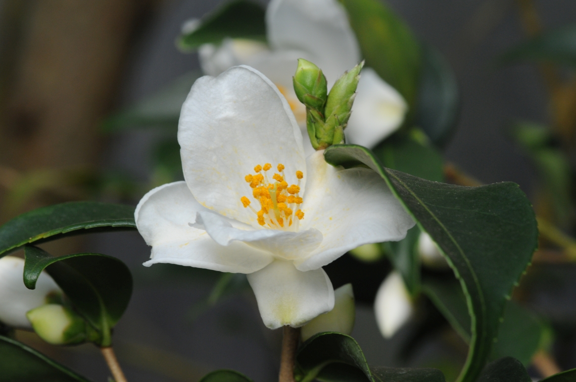 Camellia euryoides