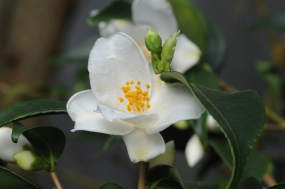 Camellia euryoides