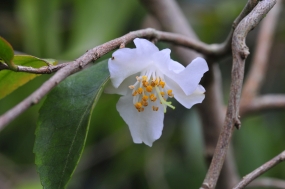 Camellia fraterna