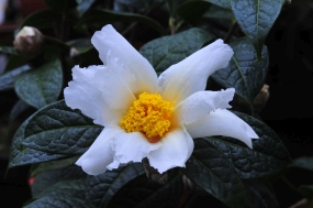 Camellia granthamiana