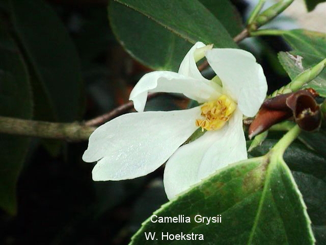 Camellia grysii