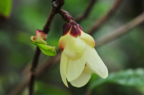 Camellia impressinervis