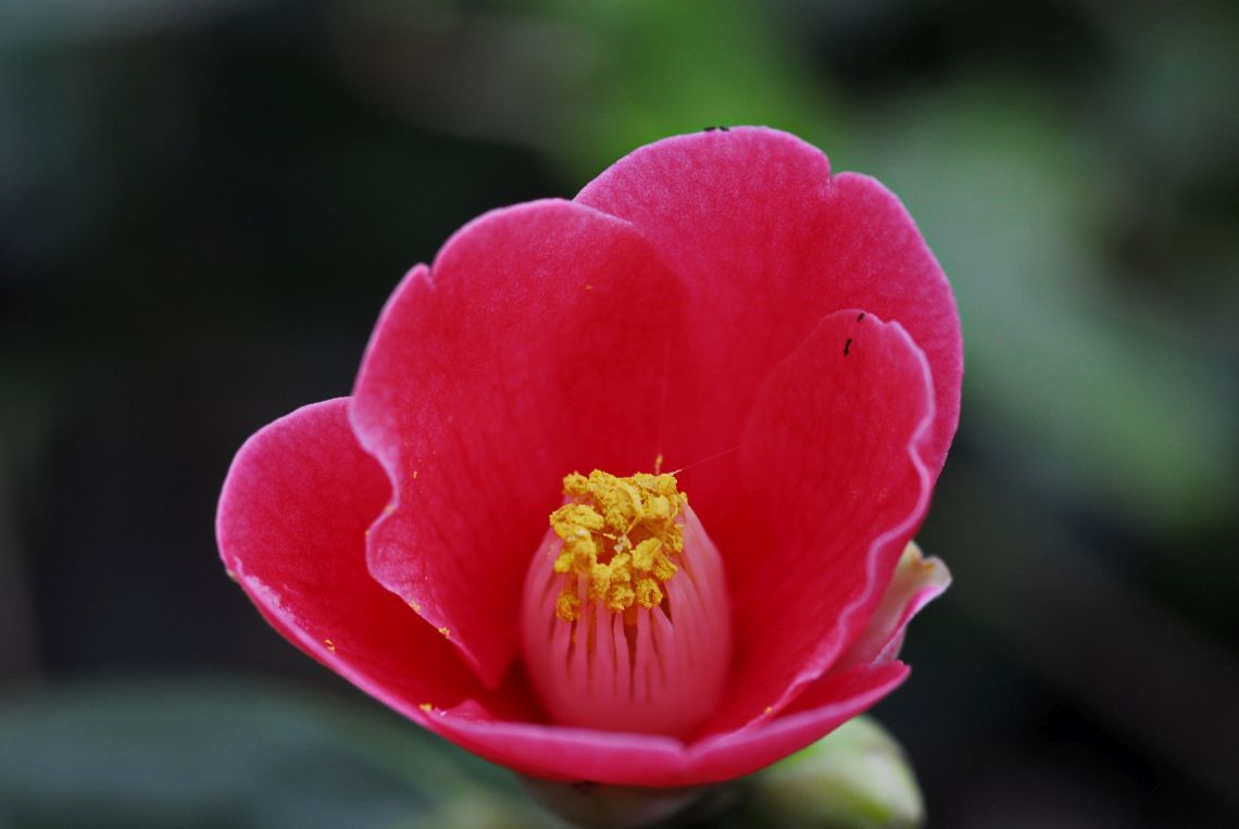 Camellia japonica var. hozanensis
