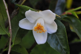 Camellia longicarpa