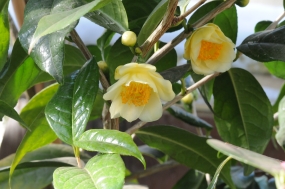 Camellia nittidisima