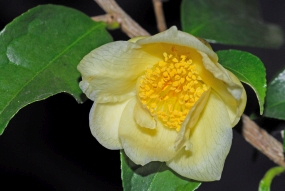 Camellia pingguoensis
