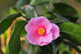 Camellia rosaeflora