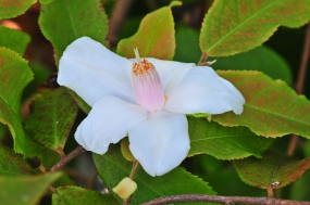 Camellia salicifolia