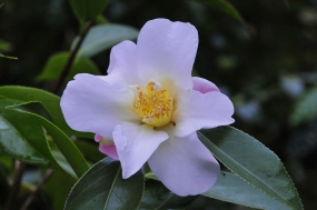 Camellia saluensis