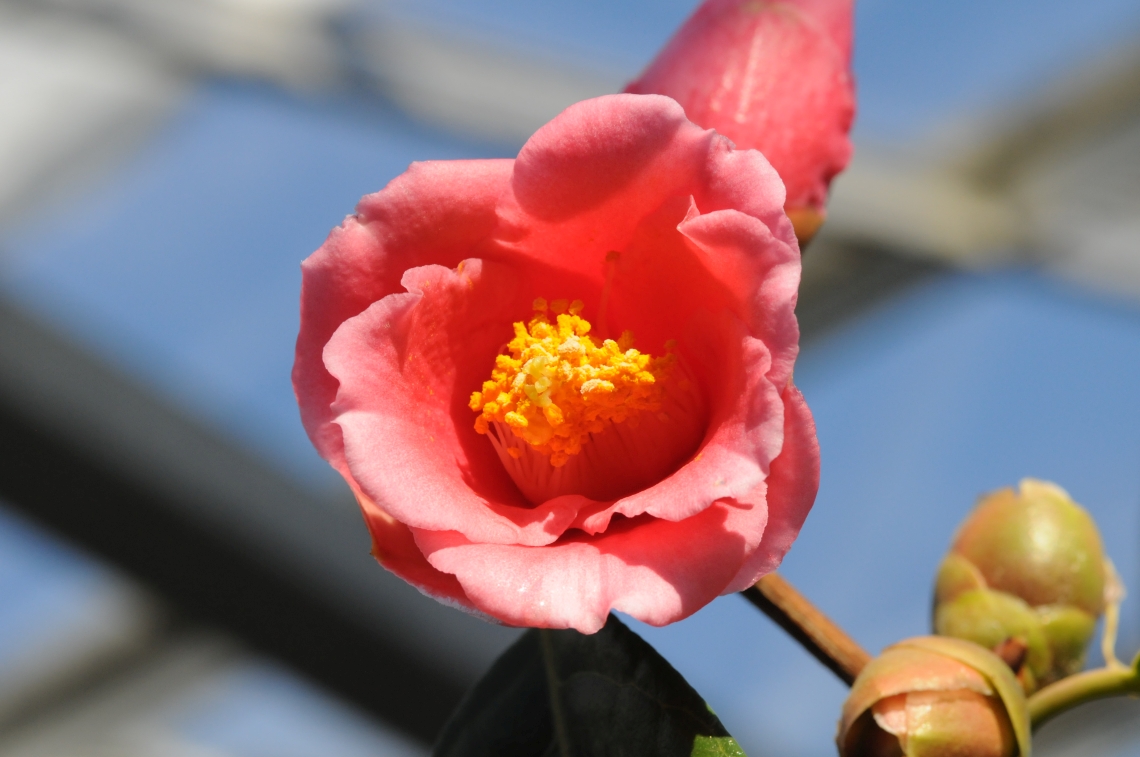 Camellia semiserrata