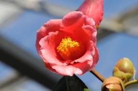 Camellia semiserrata