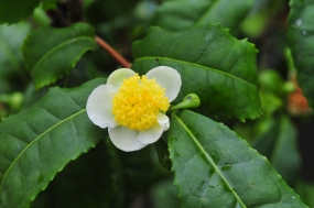 Camellia sinensis