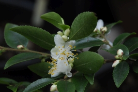 Camellia transarisanensis