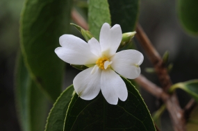 Camellia yusienensis