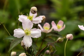 Clematis 'Marjan'