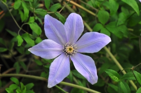 Clematis 'Scented Clem'