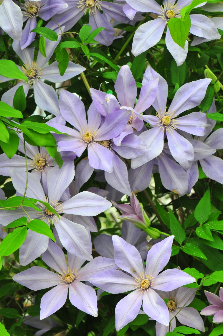 Clematis 'Scented Clem'