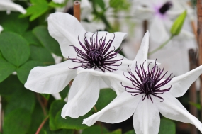 Clematis 'Seena'