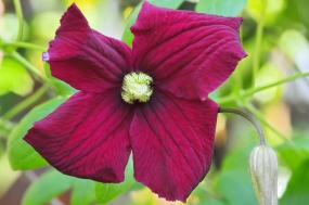 Clematis 'Vitiwester'