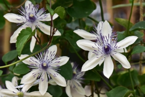 Clematis akoensis