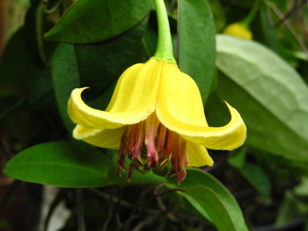 Clematis Festival 18 augustus 2018