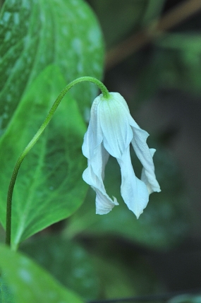 Clematis 'White Twist'