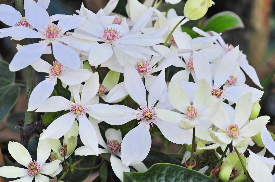 Clematis armandii Red Heart