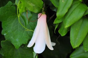 Lapageria rosea