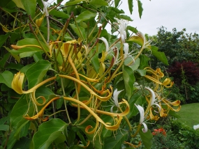 Lonicera hildebrandiana