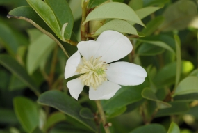 Michelia yunnanensis