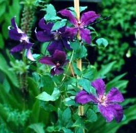 Clematis 'Vijfhoeven'