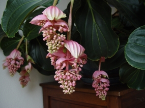 Medinilla