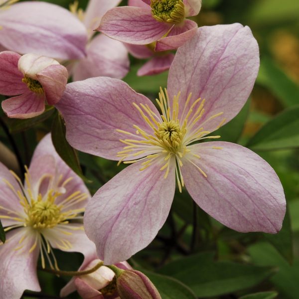 Clematis Jurry