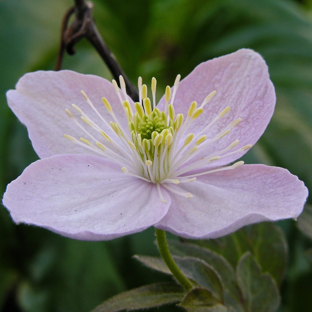 Clematis 'Rob Hannink'