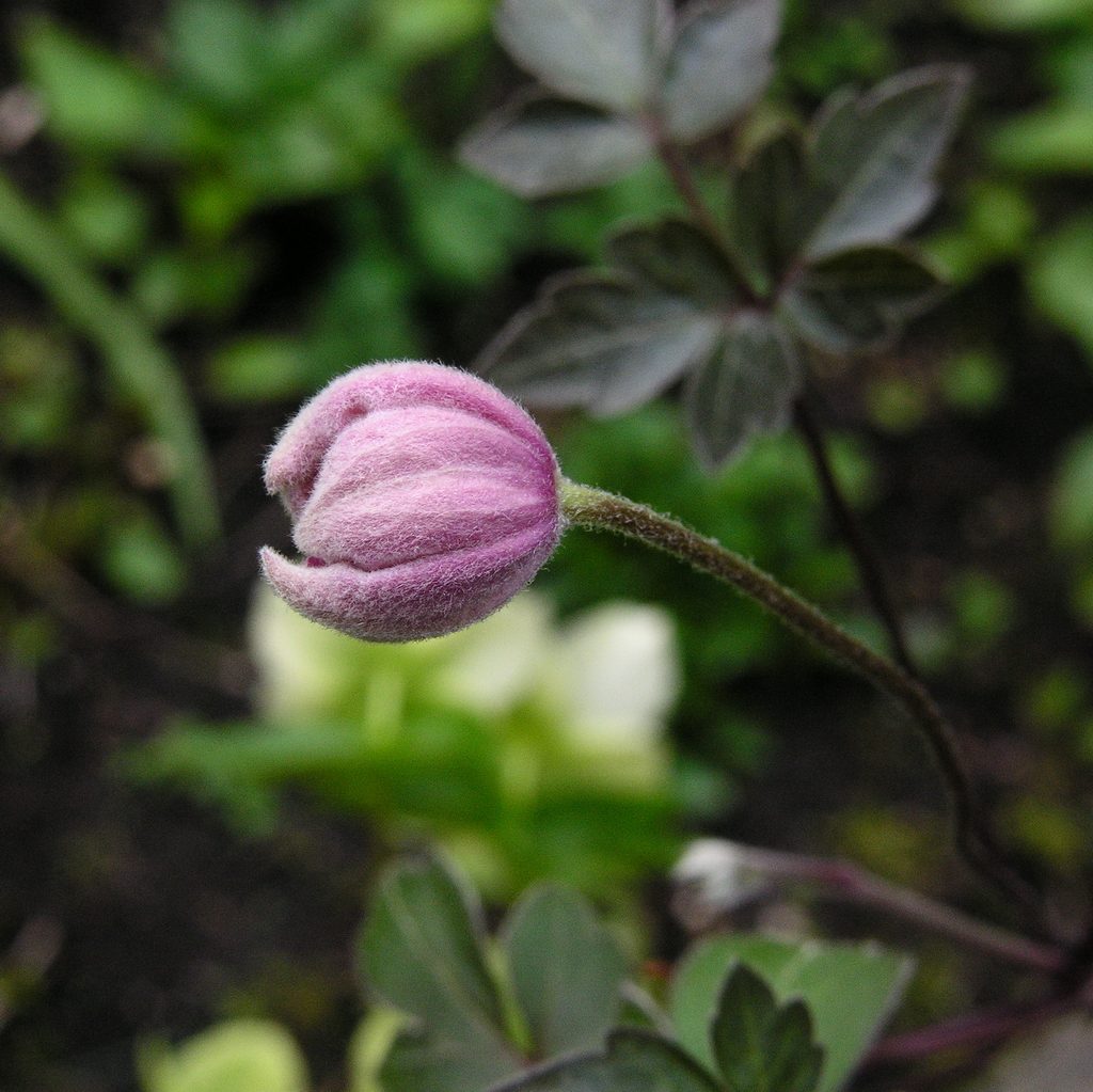 Clematis Rob Hannink