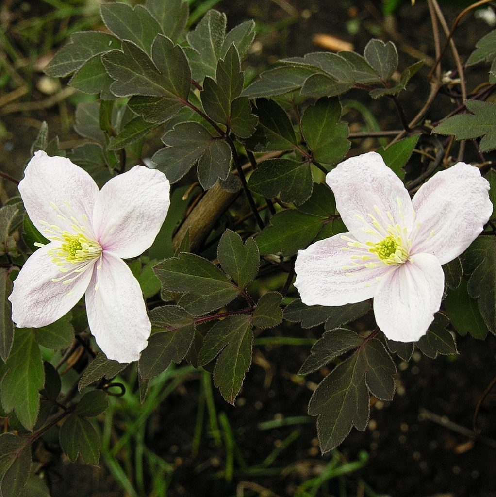 Clematis Rob Hannink