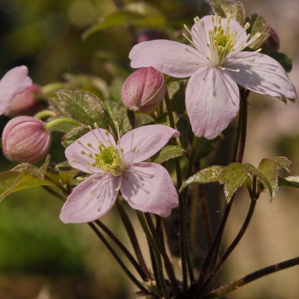 Clematis Rob Hannink