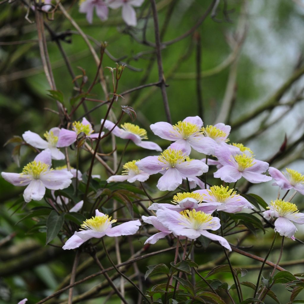 Clematis Rob Hannink